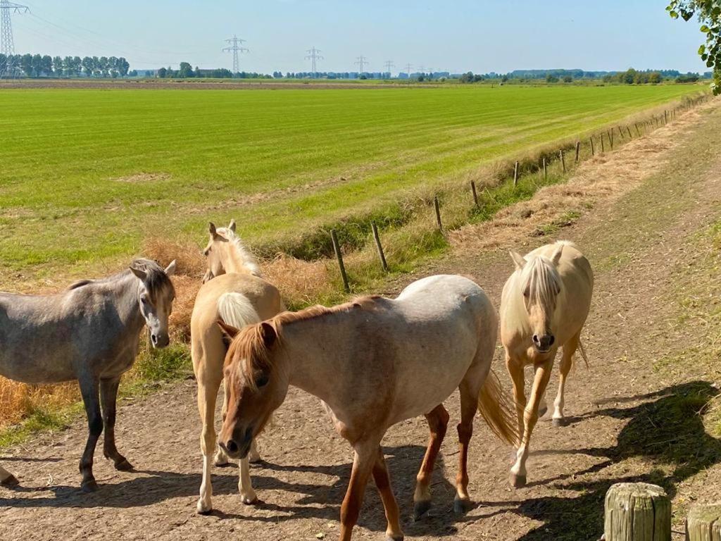 Natuurhuis Zeeuwse Rust Voor Wandelingen Aan Zee, Fietstochten In Natuur En Culinair Genieten Villa IJzendijke Exterior foto