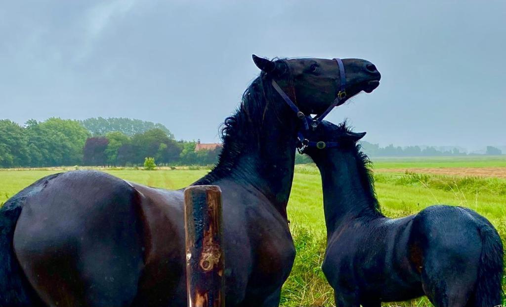 Natuurhuis Zeeuwse Rust Voor Wandelingen Aan Zee, Fietstochten In Natuur En Culinair Genieten Villa IJzendijke Exterior foto